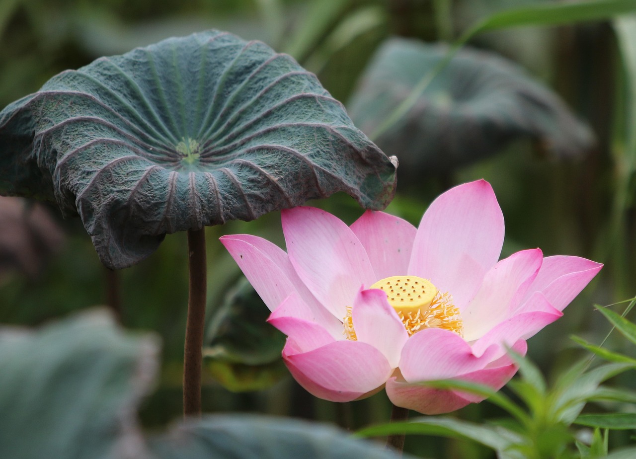 Lotus365 Review India in Manipur Review 2027: Bonus, App, Withdrawal Tested