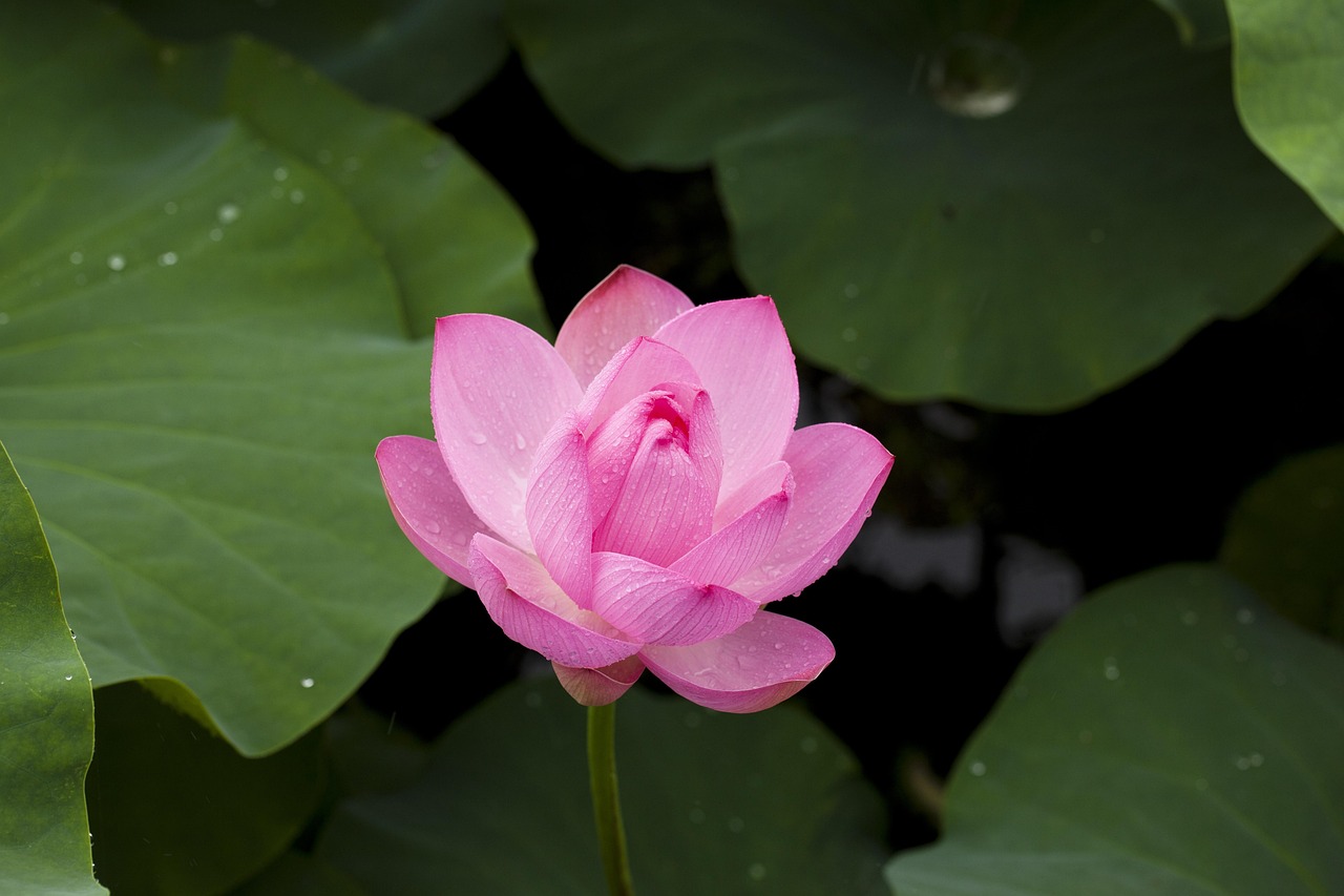 Safe Lotus365 Login: Step-by-Step Guide for India (2026)
