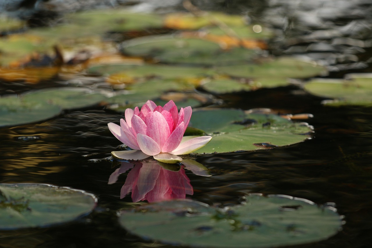 Is Lotus365 Review 2026: Bonus, App, Withdrawal Tested