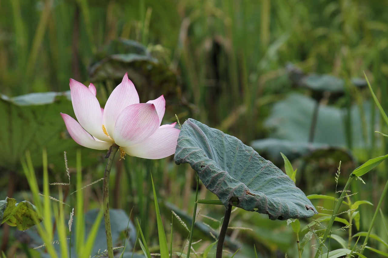 No Deposit Lotus365 Review Review 2026: Bonus, App, Withdrawal Tested