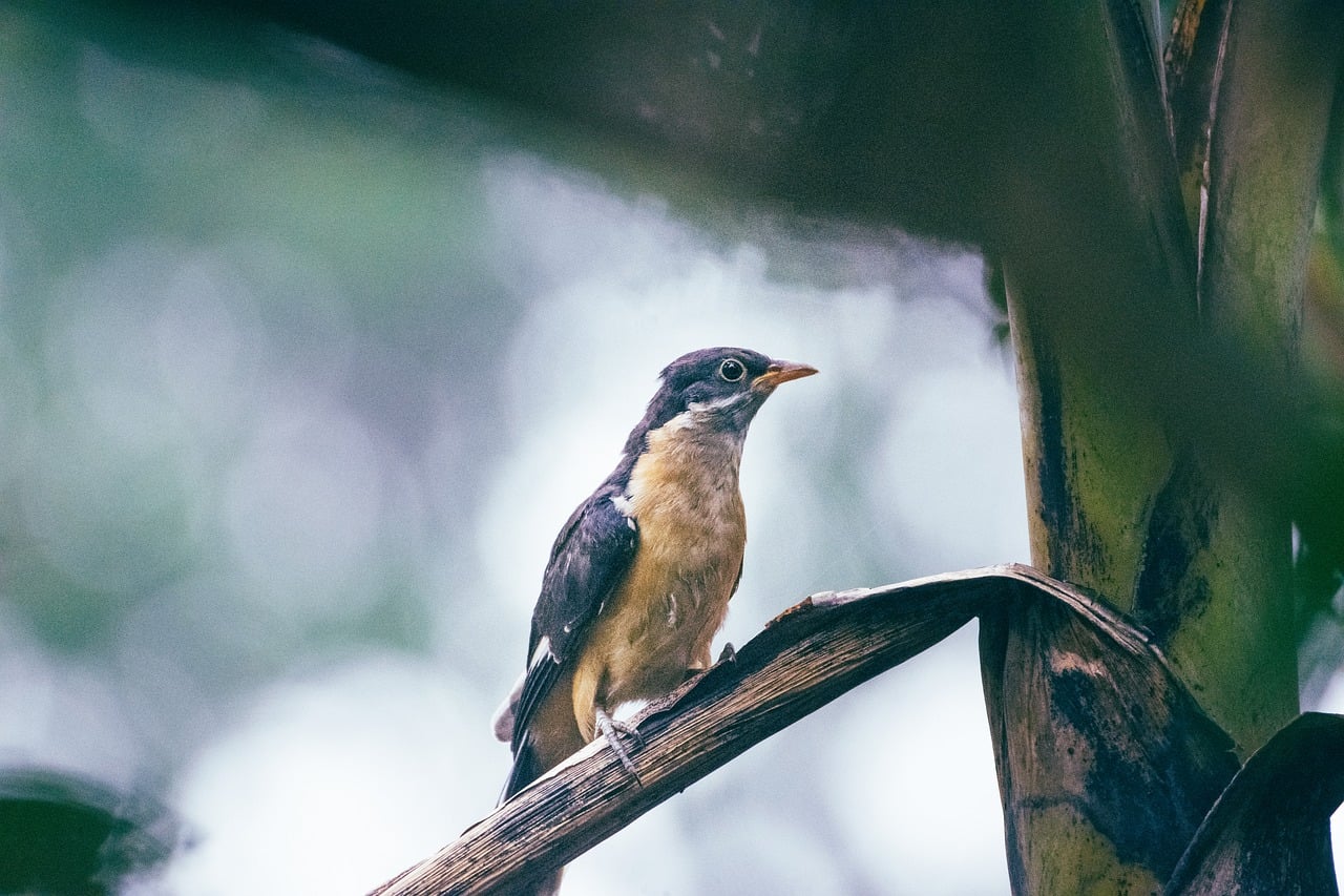 How to Get Bonus on Exclusive 1Xbet Review India 2026: Step-by-Step Guide for 2027